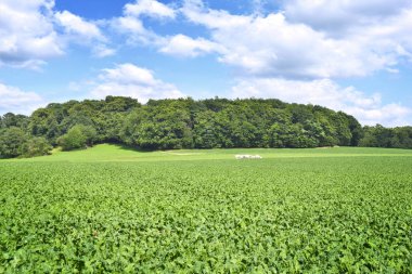 Güneşli alan veya ekili yatay