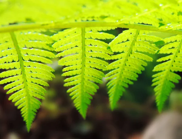 Fern in the sunlight — Stock Photo, Image