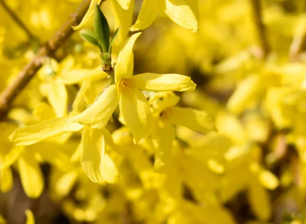 Florescendo arbusto forsythia amarelo ao sol — Fotografia de Stock