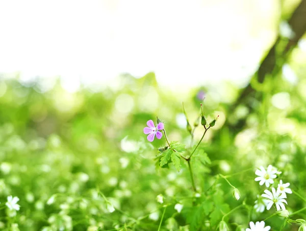 Jarní louka nebo květinové pole — Stock fotografie