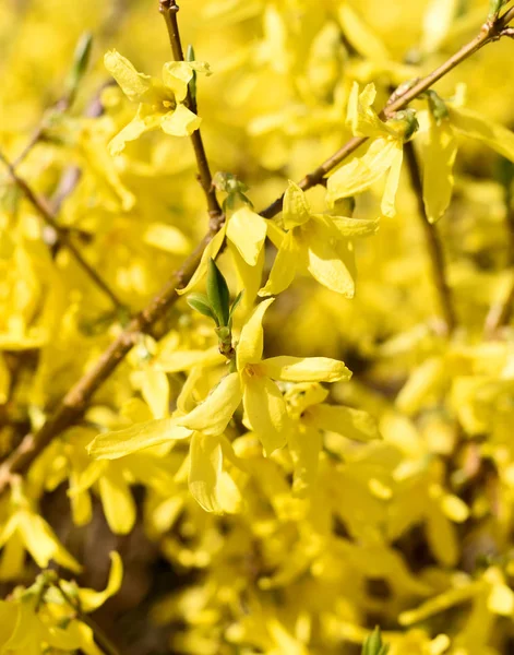 Florescendo arbusto forsythia amarelo ao sol — Fotografia de Stock