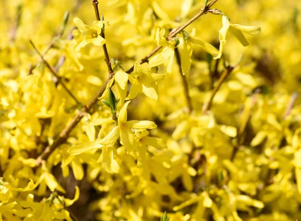 Florescendo arbusto forsythia amarelo ao sol — Fotografia de Stock