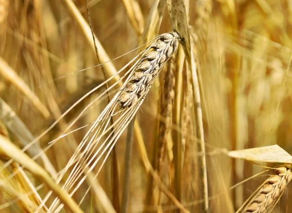 Érett árpa és kukorica termés a nap — Stock Fotó