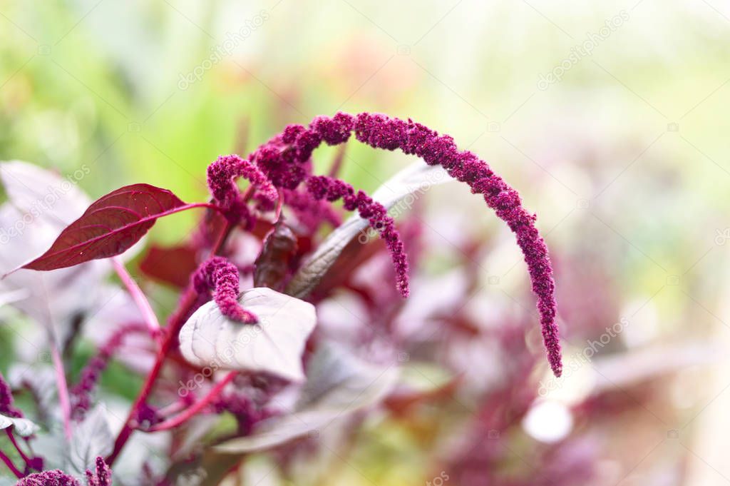 Red astilbe or meadowsweet 