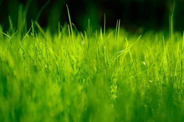 Yeşil Çimen Arkaplanı 