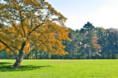 sonbahar park sahnesi