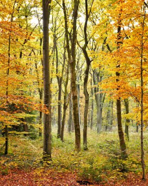 sonbahar orman sahne