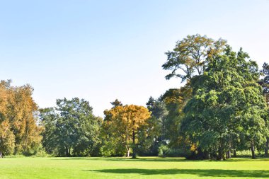Renkli ağaçlar ile sonbahar park sahne ve