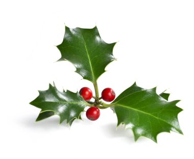 Noel holly ile kırmızı dut meyve