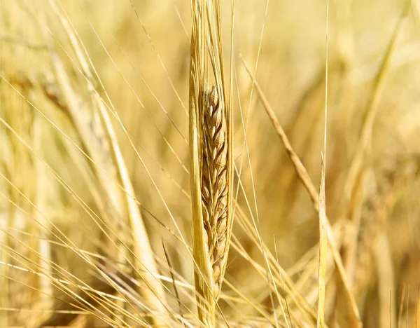 Cevada madura ou cultivo de milho ao sol — Fotografia de Stock