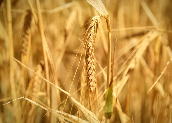 Cevada madura ou cultivo de milho ao sol — Fotografia de Stock