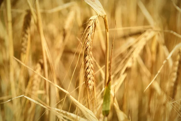 Érett árpa és kukorica termés a nap — Stock Fotó