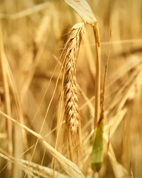 Cevada madura ou cultivo de milho ao sol — Fotografia de Stock