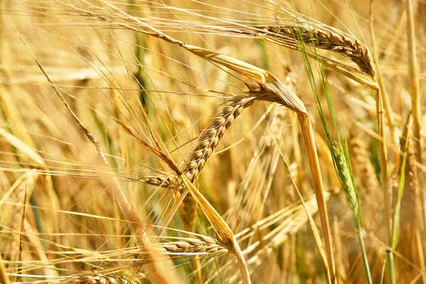 Ripe barley or corn crop in the sun — Stock Photo, Image