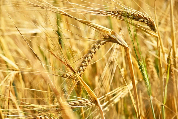 Cevada madura ou cultivo de milho ao sol — Fotografia de Stock