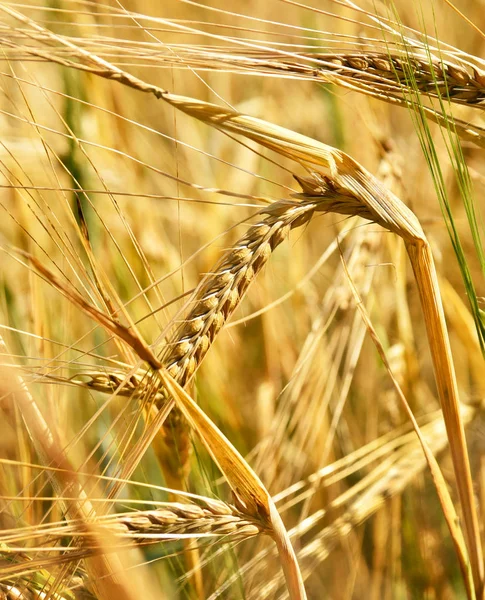 Cevada madura ou cultivo de milho ao sol — Fotografia de Stock