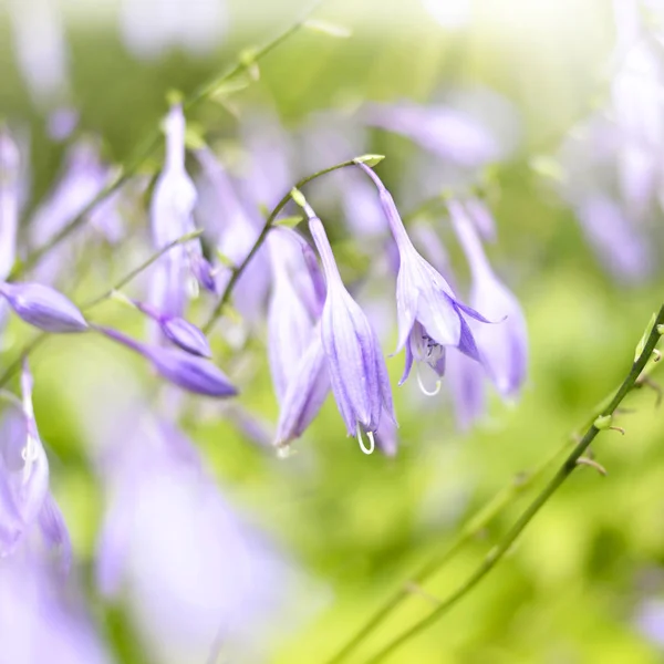 Bellissimi fiori di BlueBell — Foto Stock