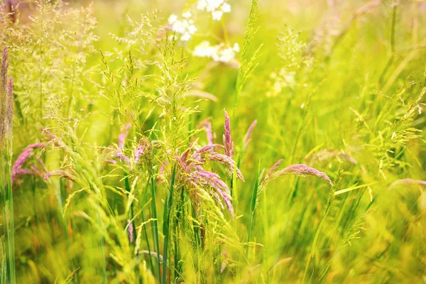 在春天草原上的各种草 — 图库照片