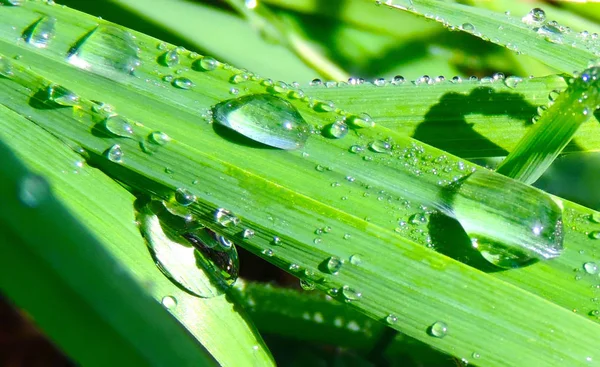 Primo piano grido di fresco, gras verde — Foto Stock