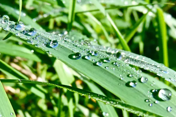 Primo piano grido di fresco, gras verde — Foto Stock