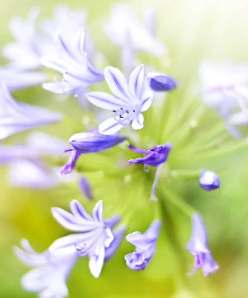 Bluebell květiny, detail — Stock fotografie