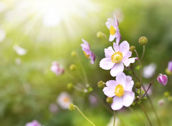 Wild anemone hupehensis květiny — Stock fotografie