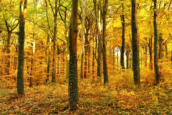 Herbstwaldszene — Stockfoto