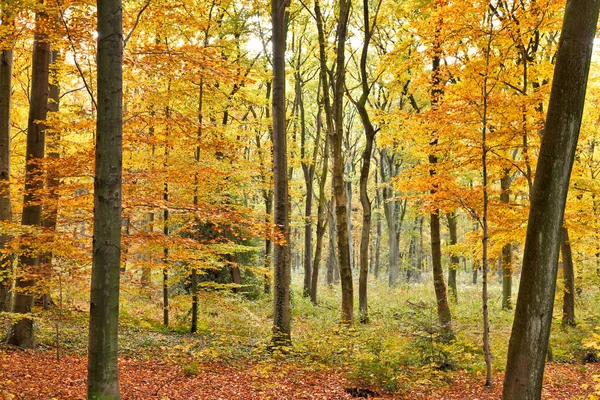 Escena del bosque de otoño —  Fotos de Stock