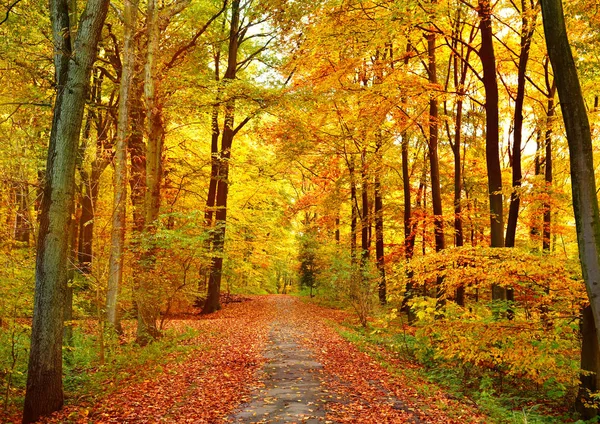 pastoral patika ve güneş ışığı