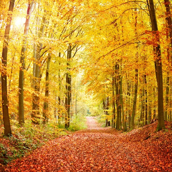 pastoral patika ve güneş ışığı