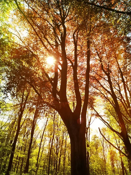 Höstens skogens scenen — Stockfoto