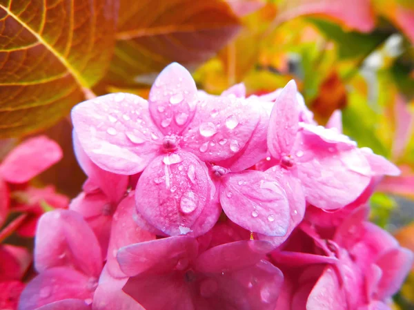 Fiore di ortensia rosa — Foto Stock