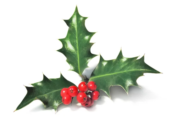 Noel holly ile kırmızı dut meyve — Stok fotoğraf