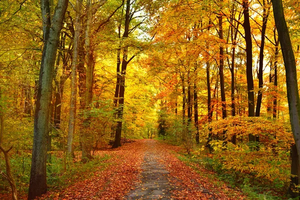 Idyllic footpath and sunlight Stock Picture