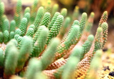 Yakın çekim yeşil bir kaktüs kadeh 