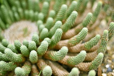 Yakın çekim yeşil bir kaktüs kadeh 