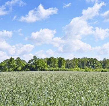 Mısır mahsul alan bahar orman ile