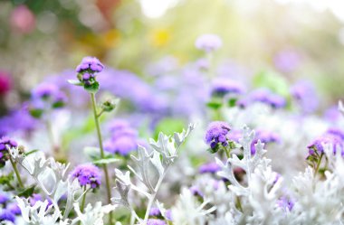 Mavi ageratum çiçek