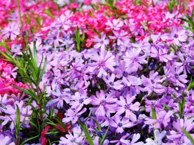 Bahar çiçek alanı