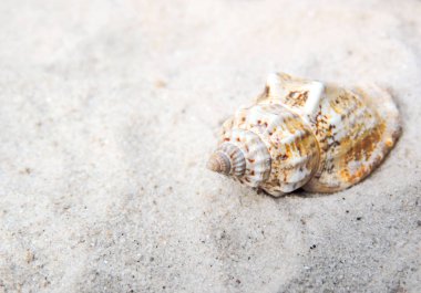 Deniz kabuğu sahilde