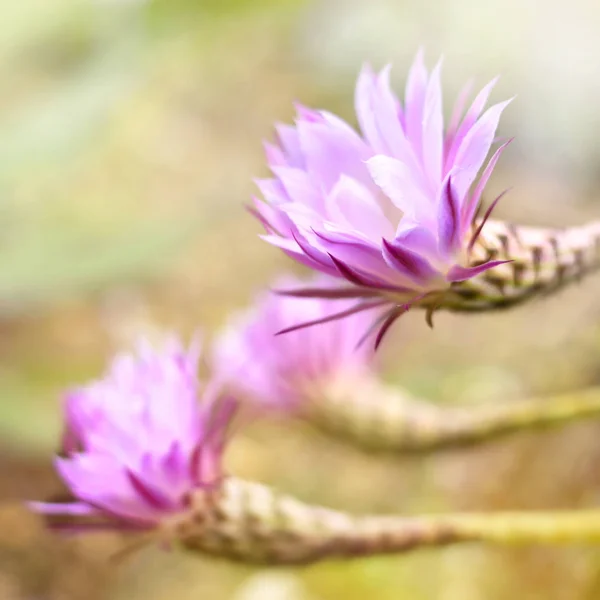 Primo piano di un fiore di cactus rosa — Foto Stock