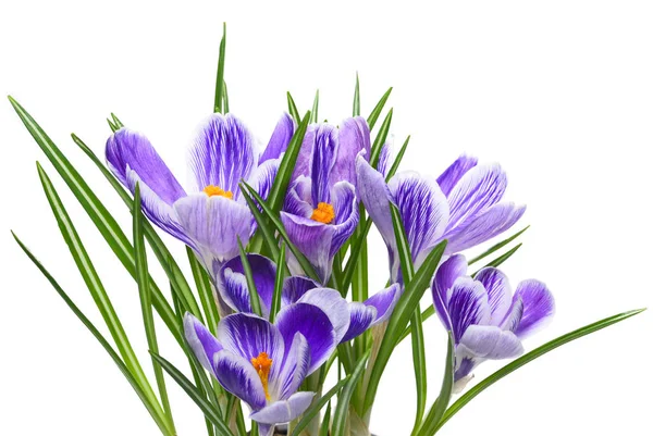 Фиолетовые крокусы или цветы крокуса — стоковое фото