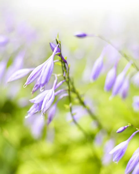 Bluebell květiny se slunečním — Stock fotografie