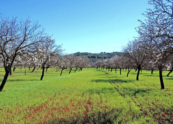 Blossoming almond tree plantation — Stock Photo, Image