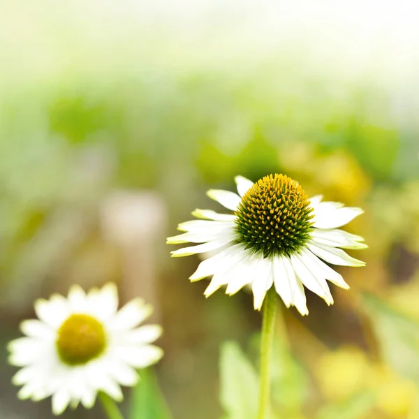 Fioritura fiore di marguerite — Foto Stock