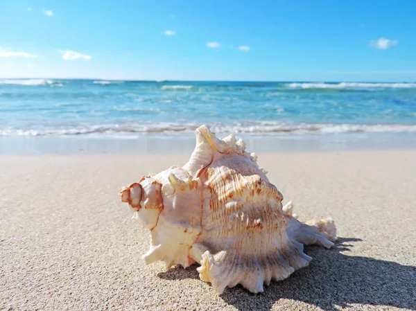 Kagyló héj a strandon — Stock Fotó