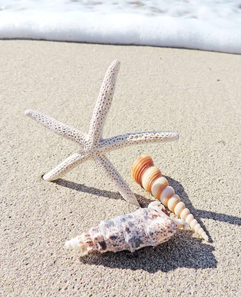 Kagyló héja a strandon — Stock Fotó