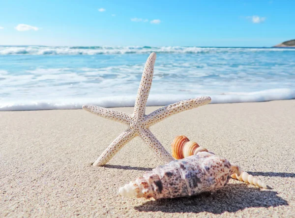 Conch shells on the beach — Stock Photo, Image