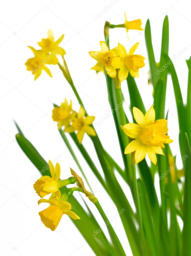 Yellow, blossoming daffodils