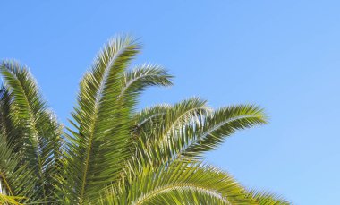 Bir palmiye ağacının ağaç üstünde